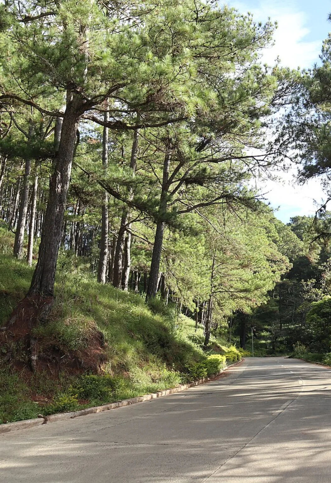 Benguet Pine Tree